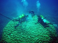 A világ legszebb koralljai