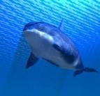 Milliárdokat ér a bálnafigyelésre épülõ ökoturizmus