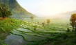 Rizsföldek Balin