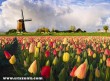 Tulipánmezõ Hollandiában