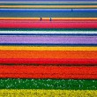 Tulipán ültetvény Hollandiában