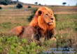Kenyai szafari, oroszlán