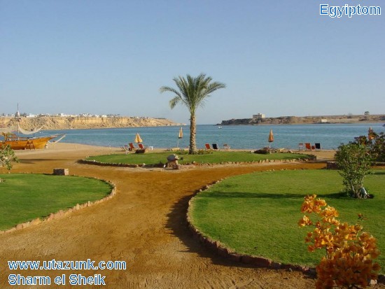 4611M-1st-grass-seen-in-10days-Sharm-el-Sheik.jpg